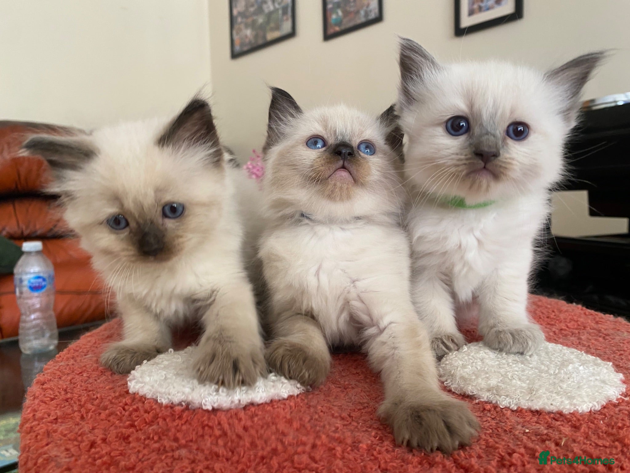 Ragdoll cats Ragdoll Kittens  - Advert 6