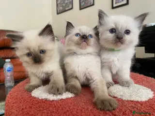 Ragdoll cats Ragdoll Kittens - Advert 6