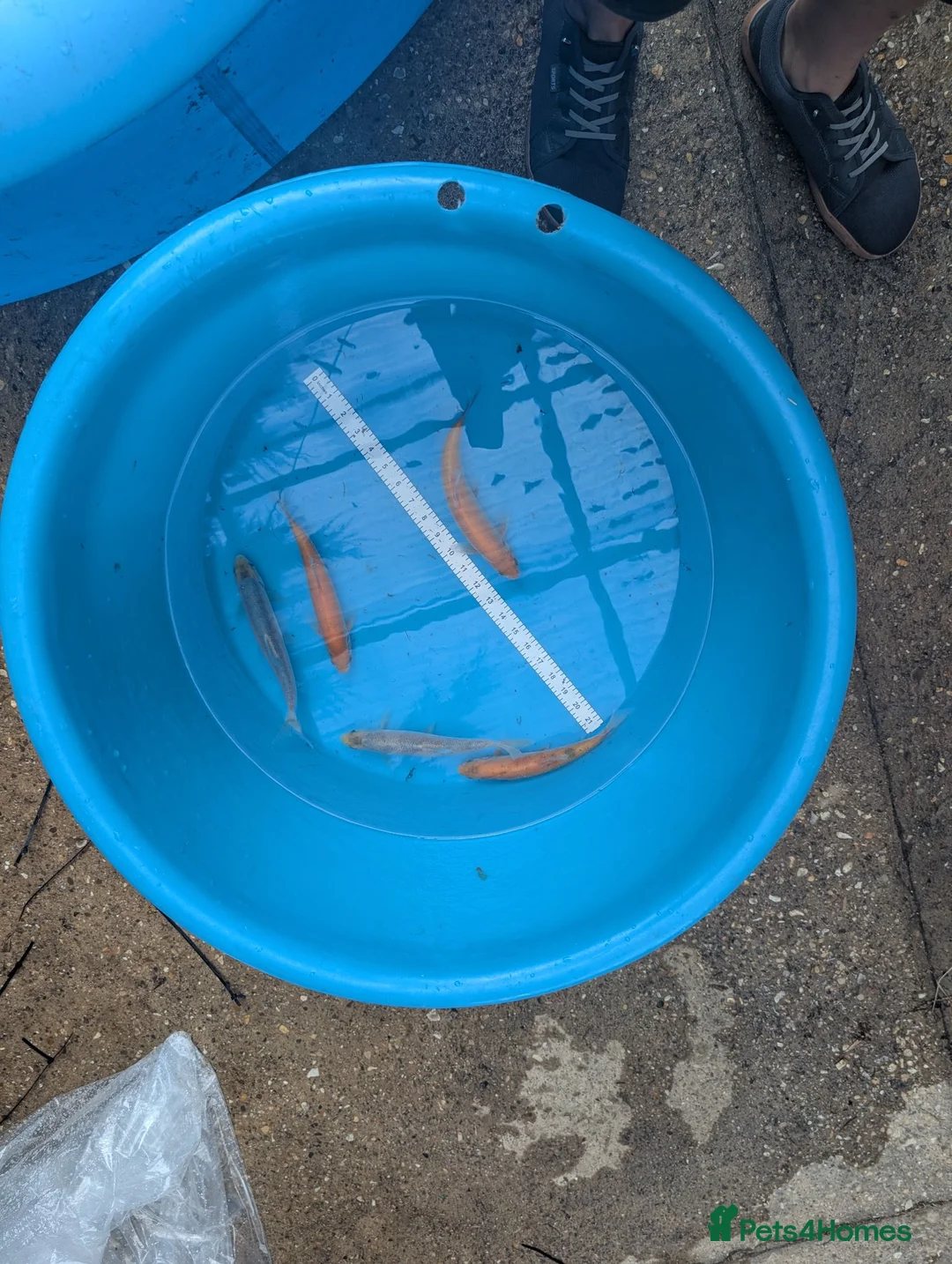 Koi Carp fish for sale: Koi and orfe for new homes  in Grimsby - Advert 4