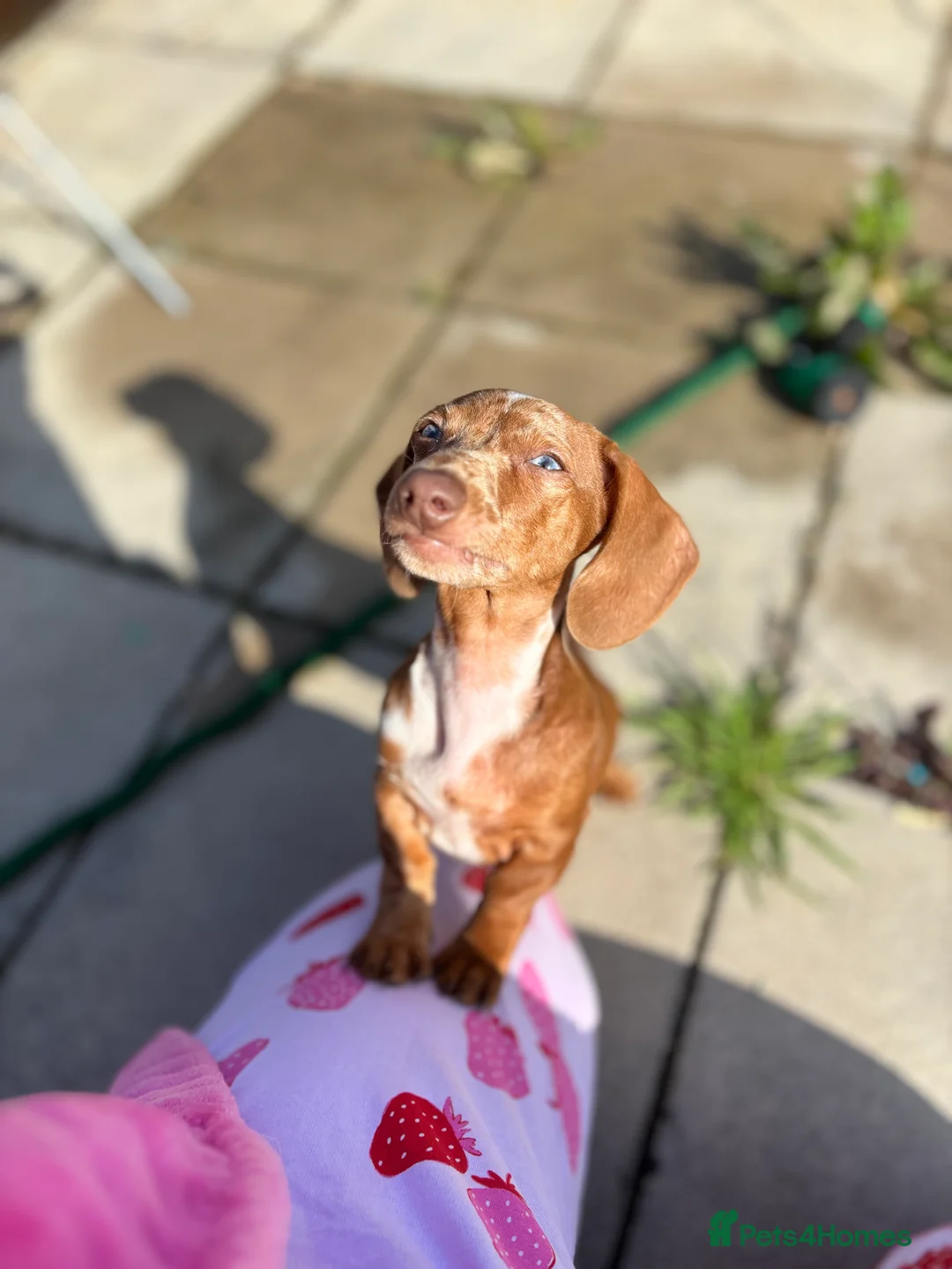 Miniature Dachshund dogs for sale: 11 month Miniature Dachshund needs home :( - Advert 3