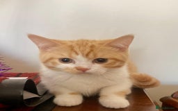 British Shorthair cats for sale: Pancake & Maple Syrup - BSH sisters  in Southampton - Image 17