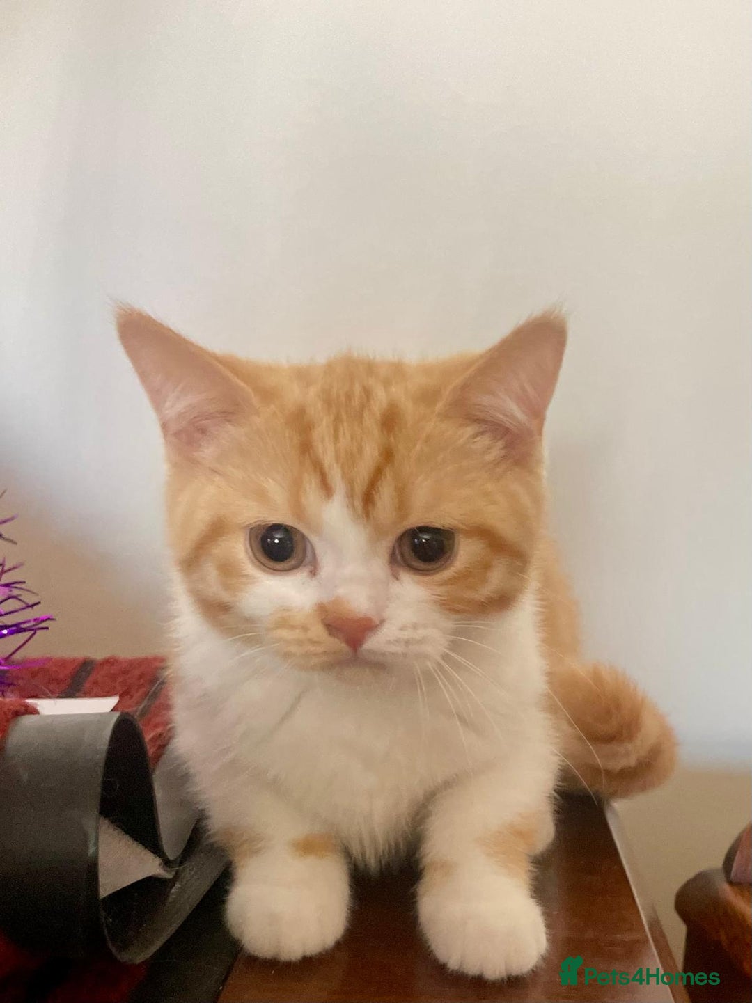 British Shorthair cats for sale: Pancake & Maple Syrup - BSH sisters  in Southampton - Image 17