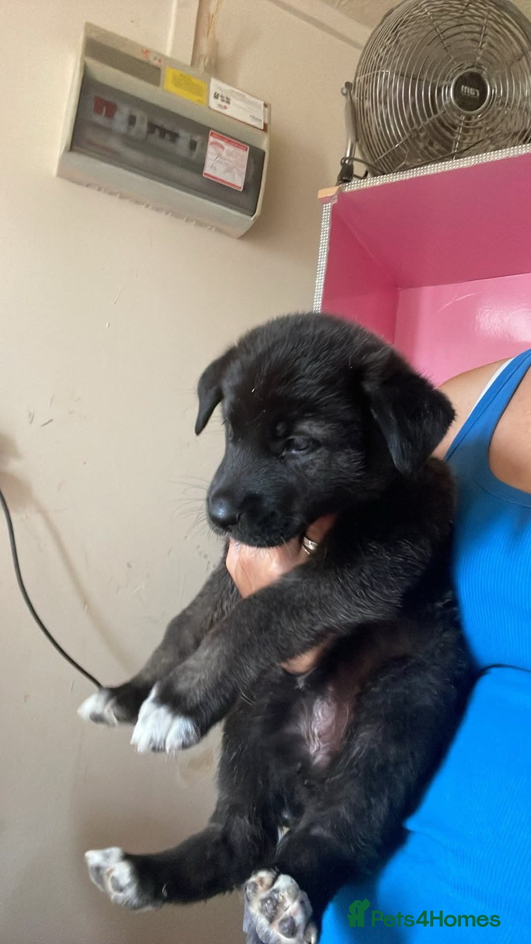 Mixed Breed dogs for sale: Beautiful female pups  - Image 3