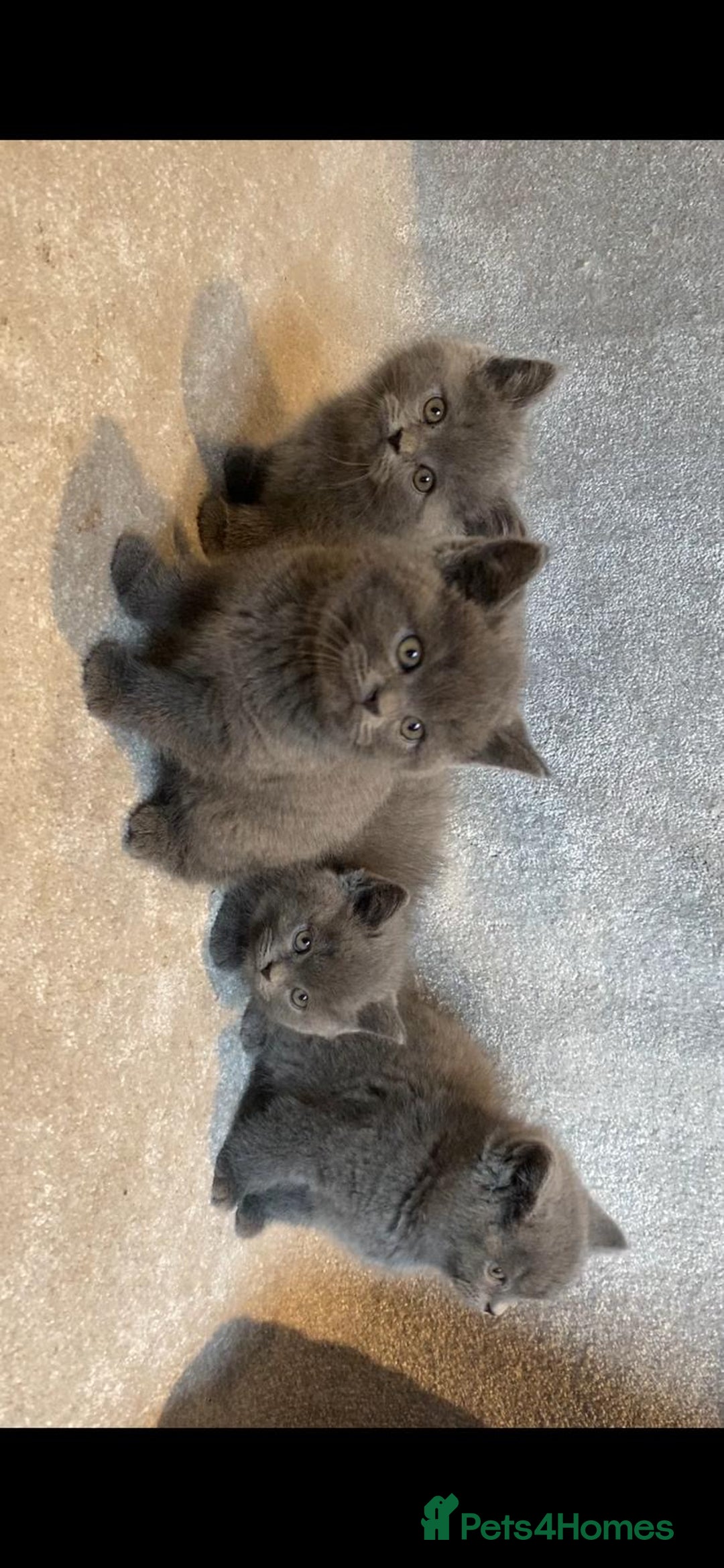 British Shorthair cats for sale: 3 PURE BSH kittens - Image 3
