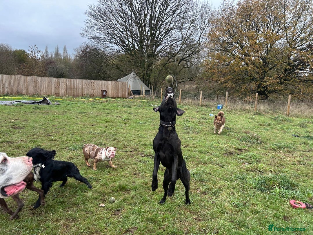 Mixed Breed dogs for sale: 2 year old weimaraner X labrador (Weimador) - Advert 5