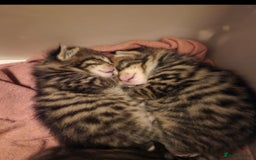 Mixed Breed cats for sale: 4 gorgeous kittens - Image 2