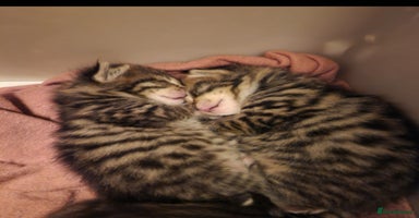 Mixed Breed cats - Advert 2