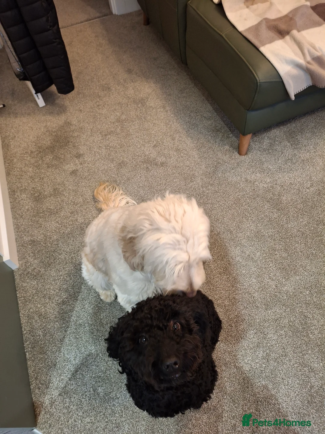 Cockapoo dogs for sale: 2 x cockapoos - Advert 3