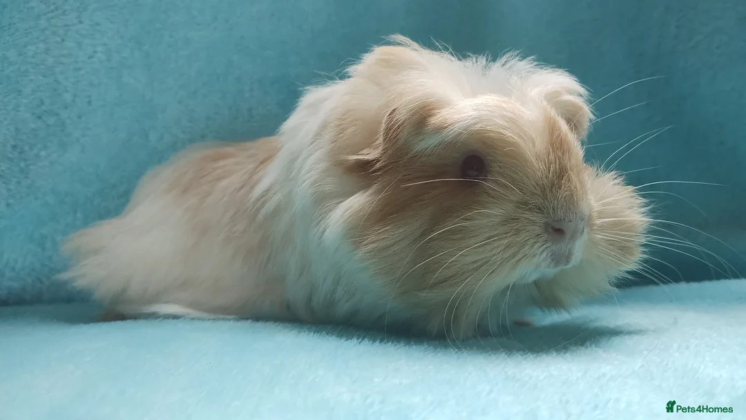 Guinea Pig rodents for sale: Beautiful pair of boys ready now  - Advert 10