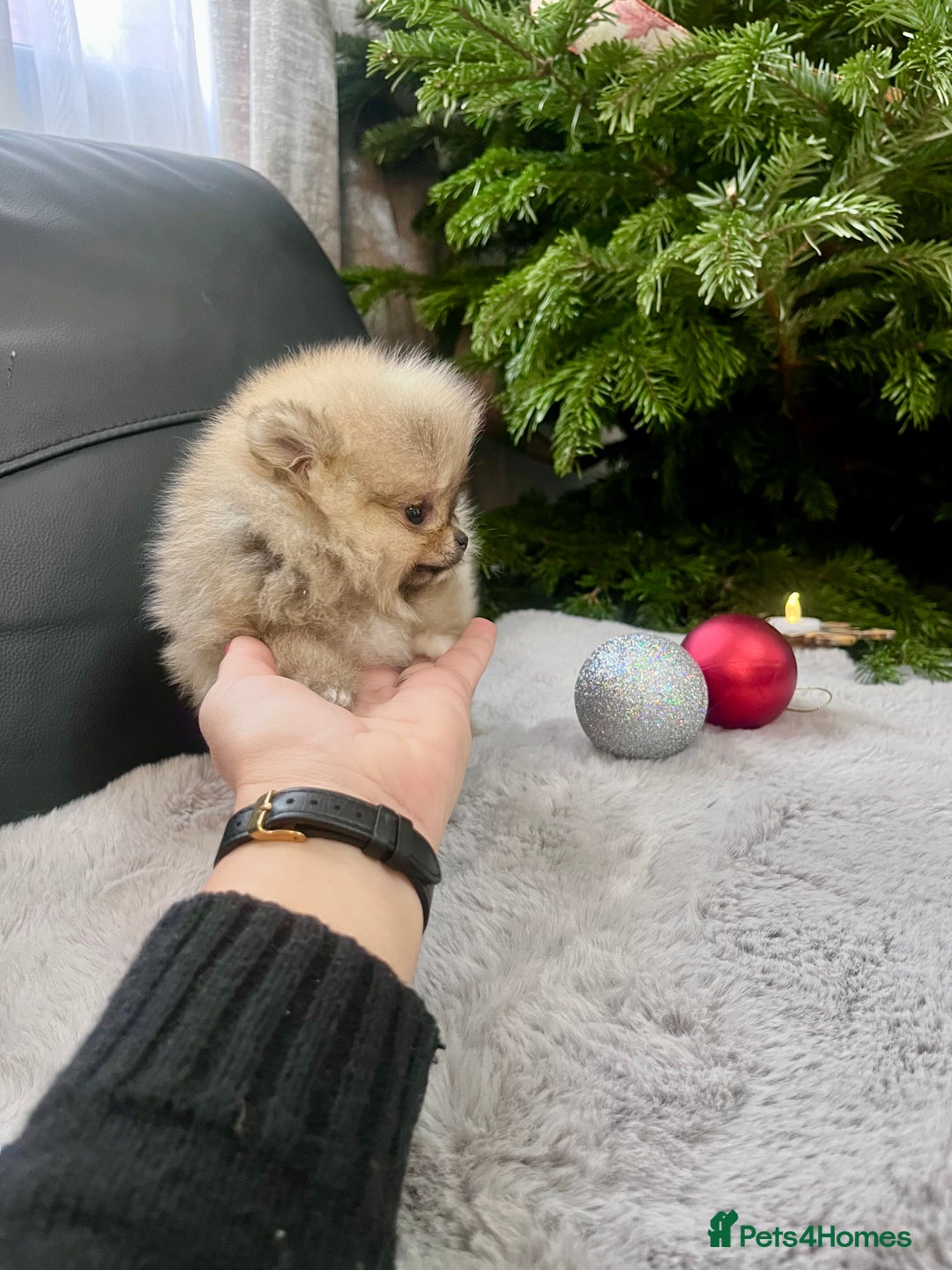 Pomeranian dogs for sale: 🔥Very Small 500gr.at 8weeks🐻Teddy Bear   - Advert 4