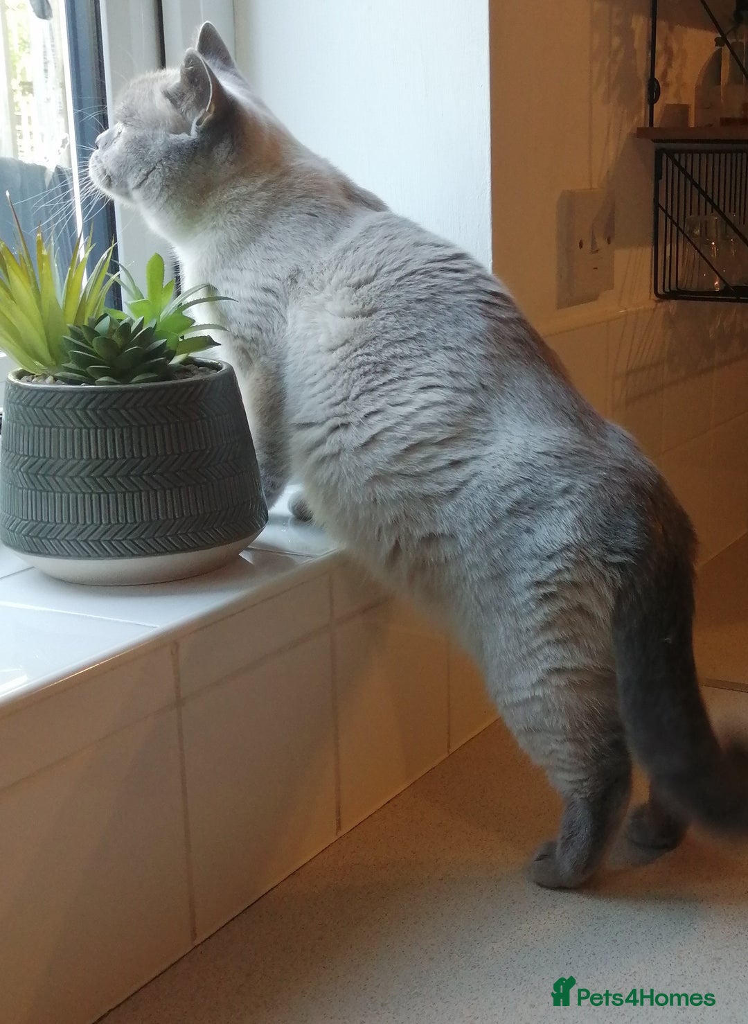 British Shorthair cats for sale: ‼️PRESTIGIOUS‼️🏆CH SIRED FEMAL - Advert 19