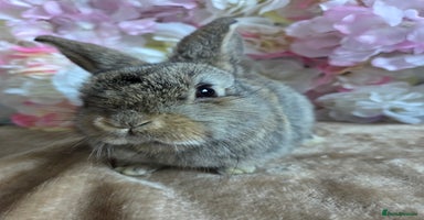 Mini Lop rabbits ♥️Very friendly mini lop babies available ♥️ - Advert 13