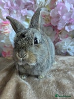 Mini Lop rabbits ♥️Very friendly mini lop babies available ♥️ - Advert 8