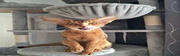 Abyssinian cats for sale: Abysinian female kitten looking for a new home in High Wycombe - Advert 5