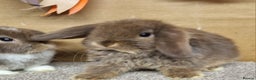 Mini Lop rabbits for sale: Gorgeous mini lop babies - Advert 6
