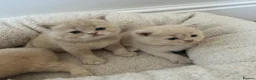 British Shorthair cats for sale: Breathtaking purebred British shorthair kittens - Advert 7