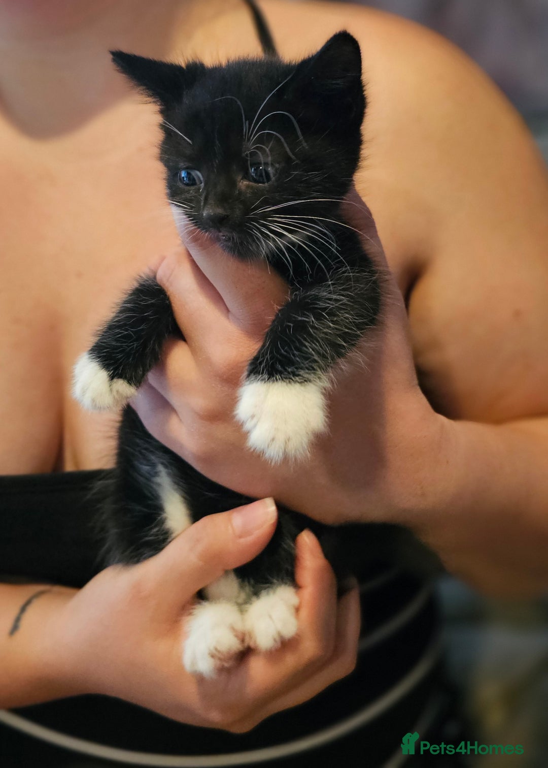 Mixed Breed cats for sale: Ragdoll/Tabby mixed kittens  - Image 2