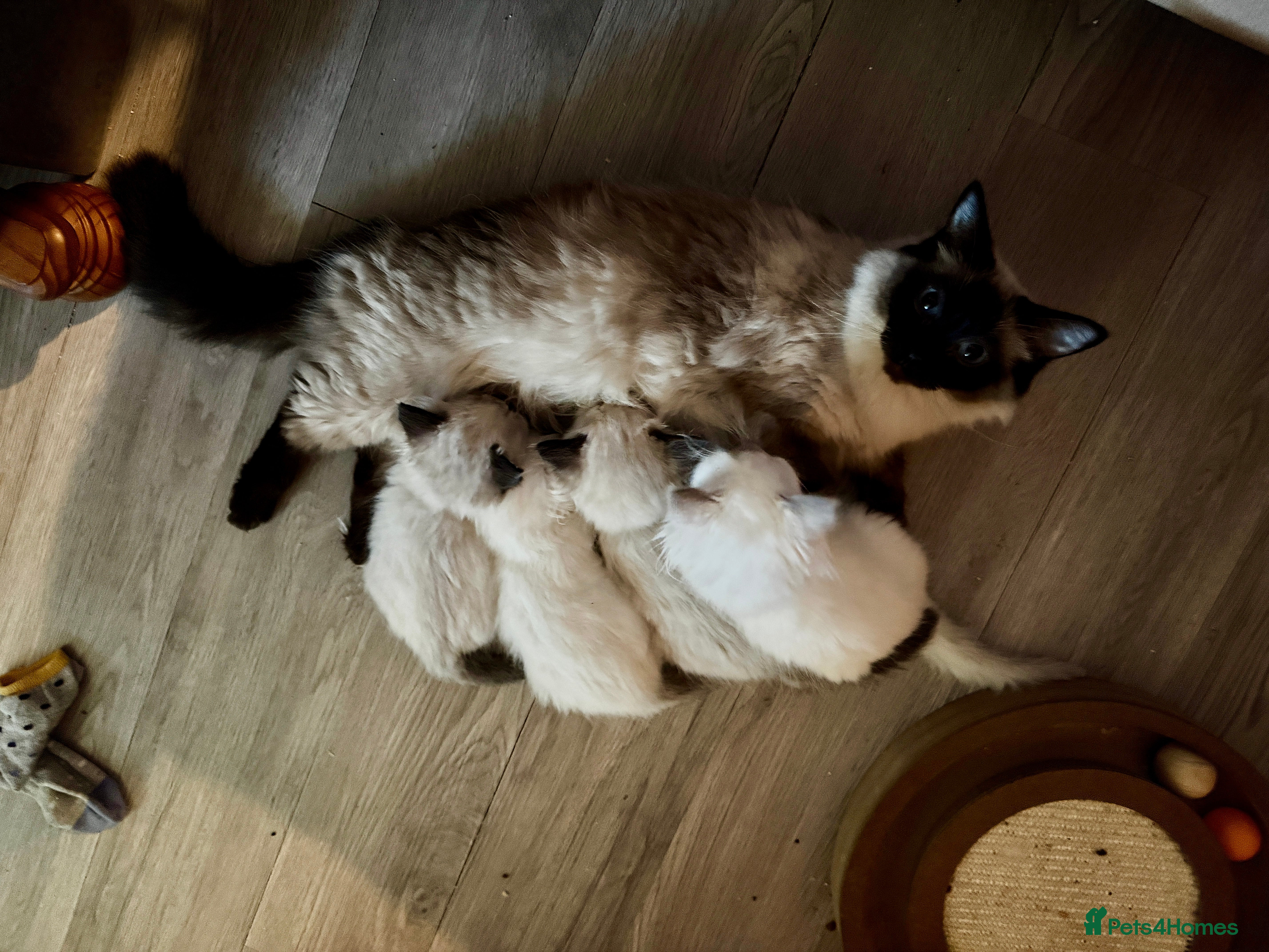 Ragdoll cats Beautiful Ragdoll kittens  - Advert 1