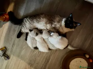 Ragdoll cats Beautiful Ragdoll kittens - Advert 1