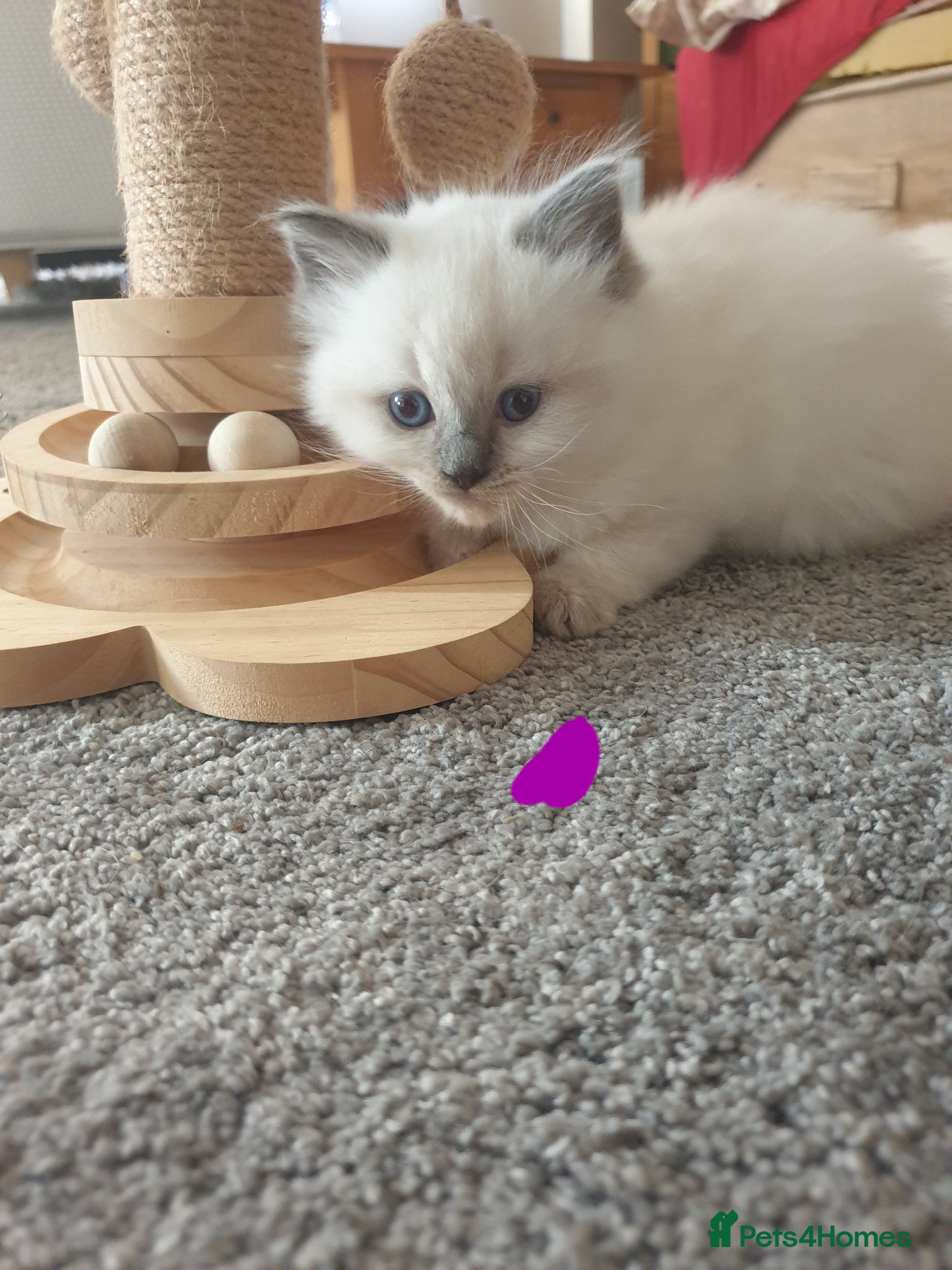 Ragdoll cats for sale: Ragdoll fluffy kittens x 4 chocolate seal point - Advert 24