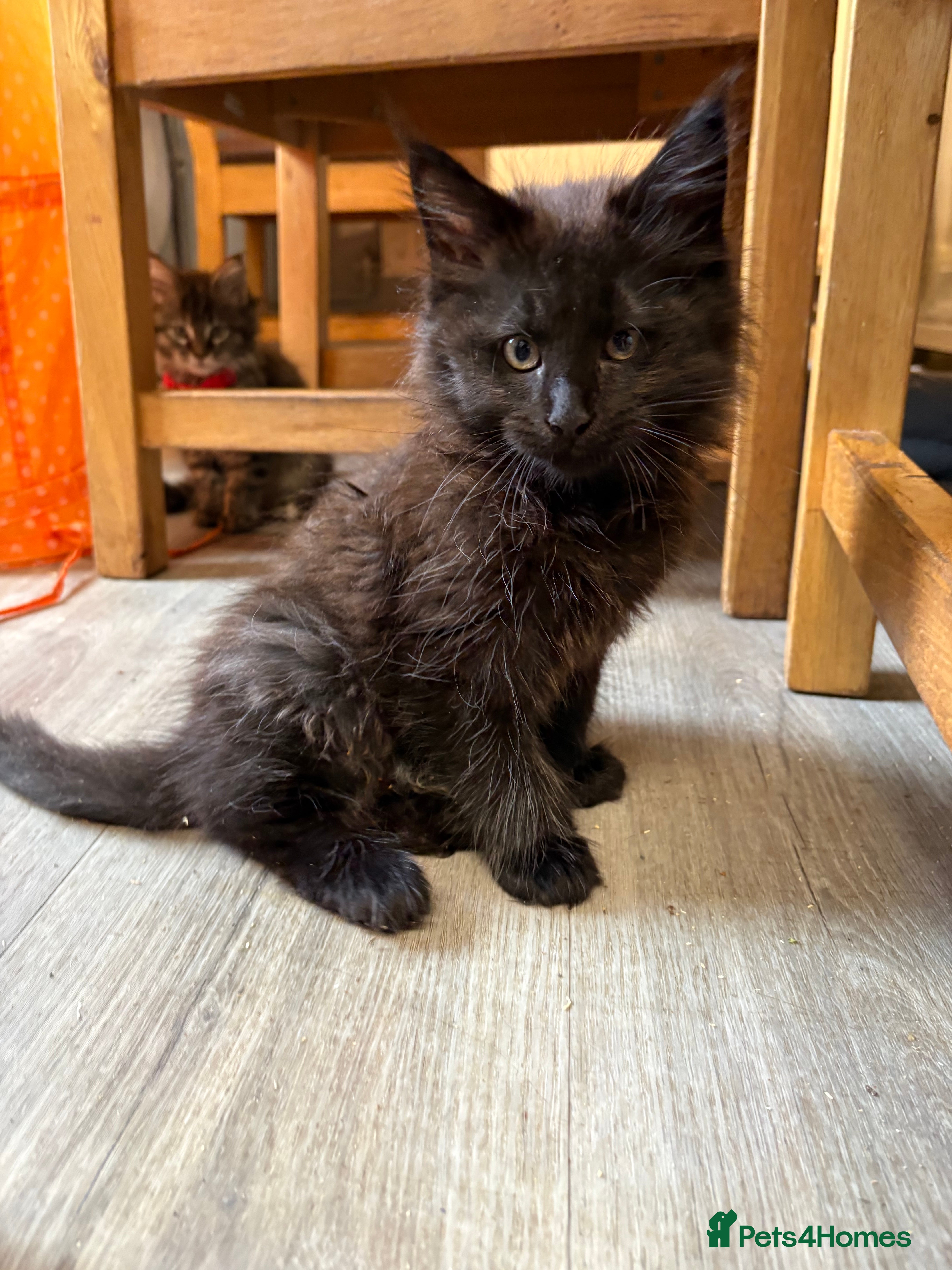 Maine Coon cats 🐾🐈‍⬛10 week old Maine coon kittens🐈‍⬛🐾 - Advert 6