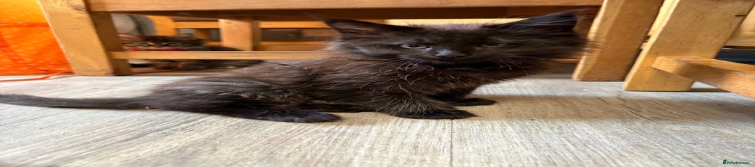 Maine Coon Kitten 1