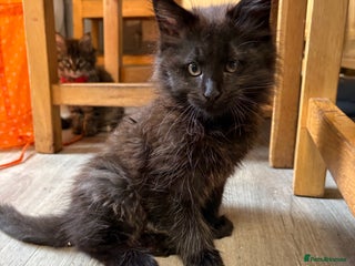 Maine Coon cats - Advert 1