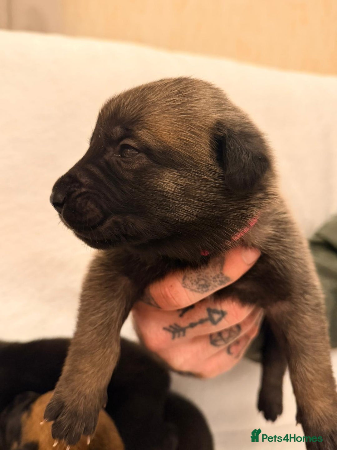 Belgian Shepherd Dog dogs for sale: Top working bloodline belgian malinois puppies - Advert 22