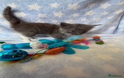 Ragdoll cats for sale: Stunning Ragdoll kittens super affectionate  - Image 16