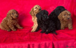 Cockapoo dogs for sale: Gorgeous cockapoo puppies - Image 4