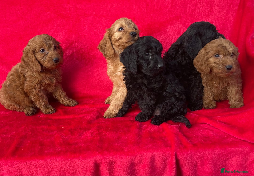 Cockapoo dogs for sale: Gorgeous cockapoo puppies - Image 4