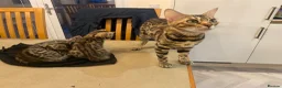 Bengal cats for sale:  Stunning Bengal kittens - Advert 8