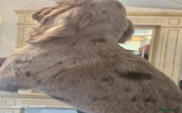 Cocker Spaniel dogs for sale: Cocker Spaniel puppies  - Image 8