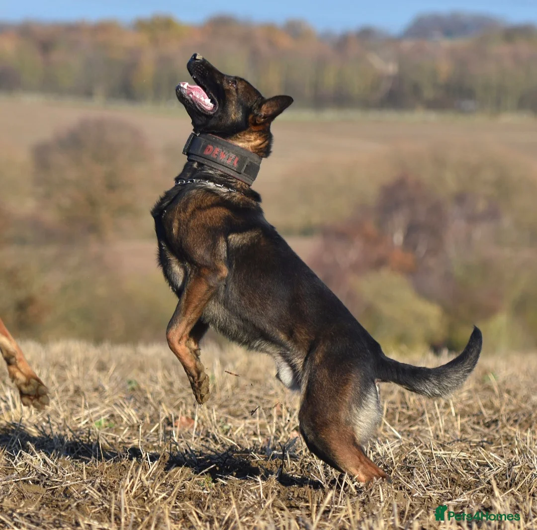 Mixed Breed dogs for sale: Reduced bullherders proven lines  - Advert 33