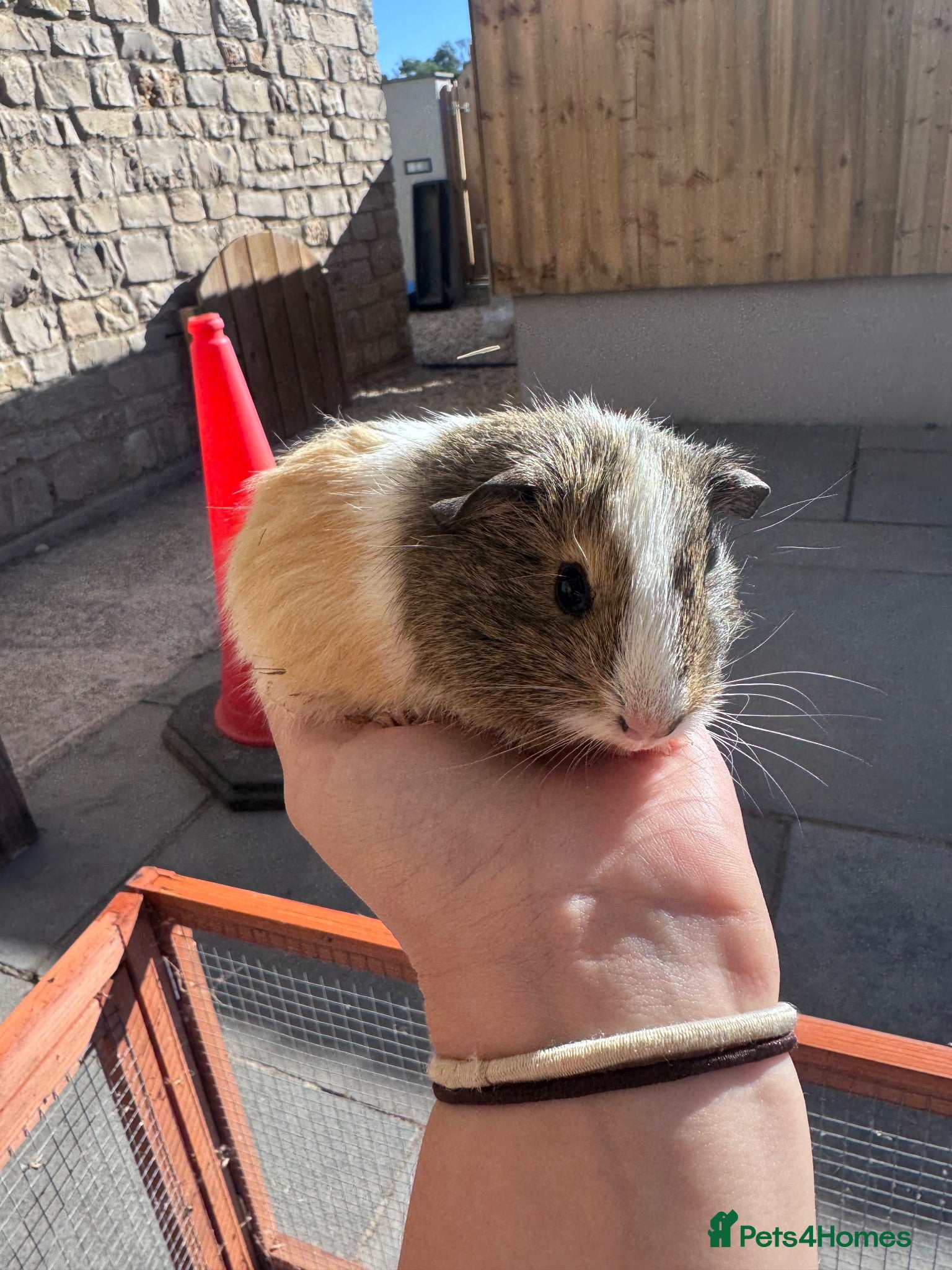 Guinea Pig rodents Baby boars for sale  - Advert 17