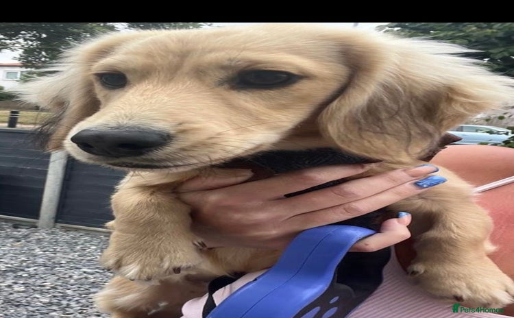 Miniature Dachshund dogs - Advert 1