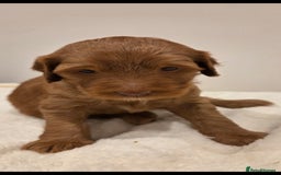 Australian Labradoodle dogs for sale: Australian Labradoodle Puppies  - Image 4