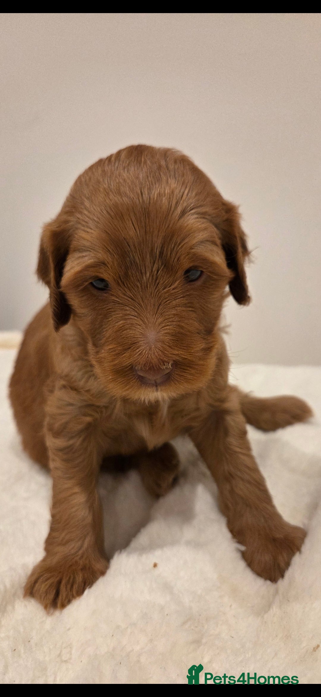 Australian Labradoodle dogs for sale: Australian Labradoodle Puppies  - Image 4