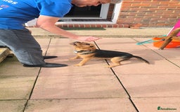 Mixed Breed dogs for adoption: Toby the Terrier - Image 9