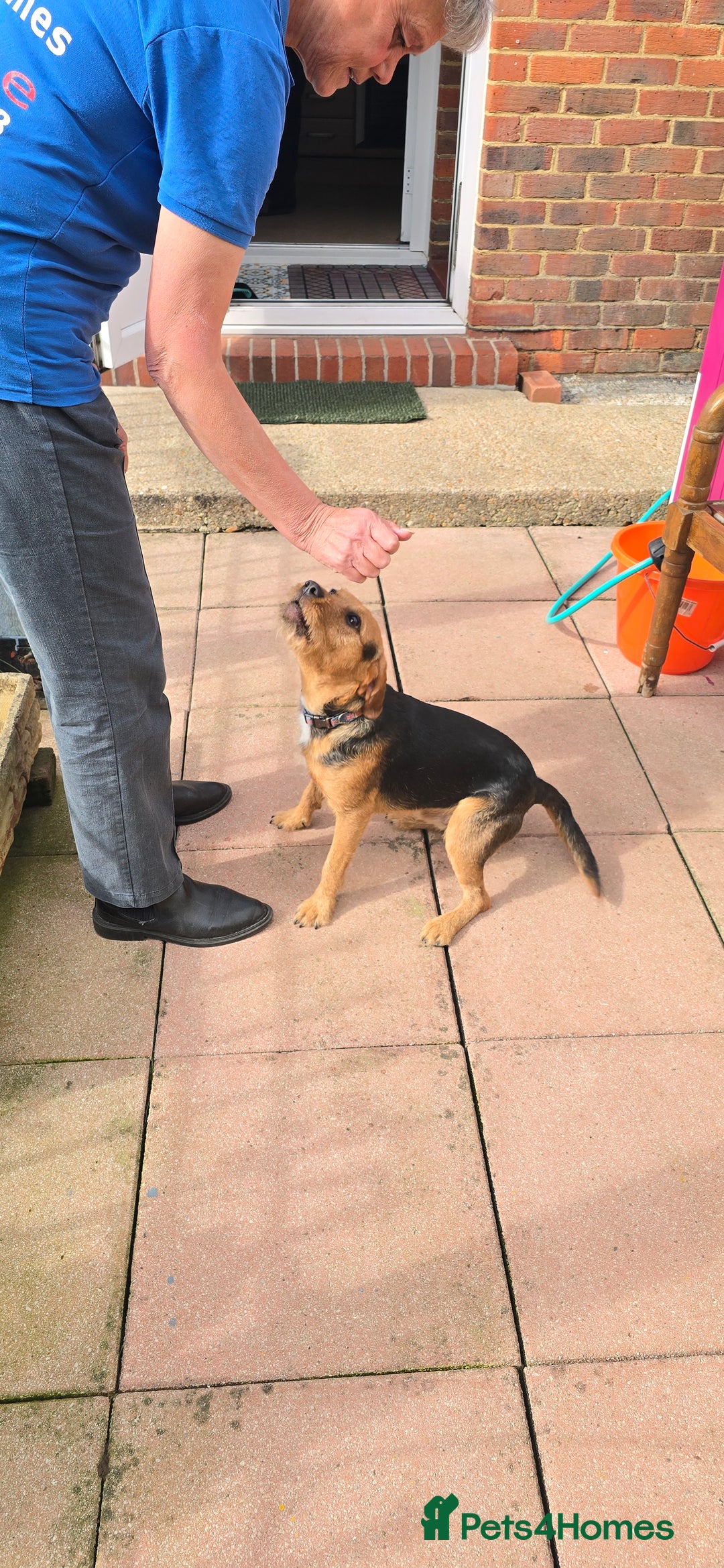 Mixed Breed dogs for adoption: Toby the Terrier - Image 9