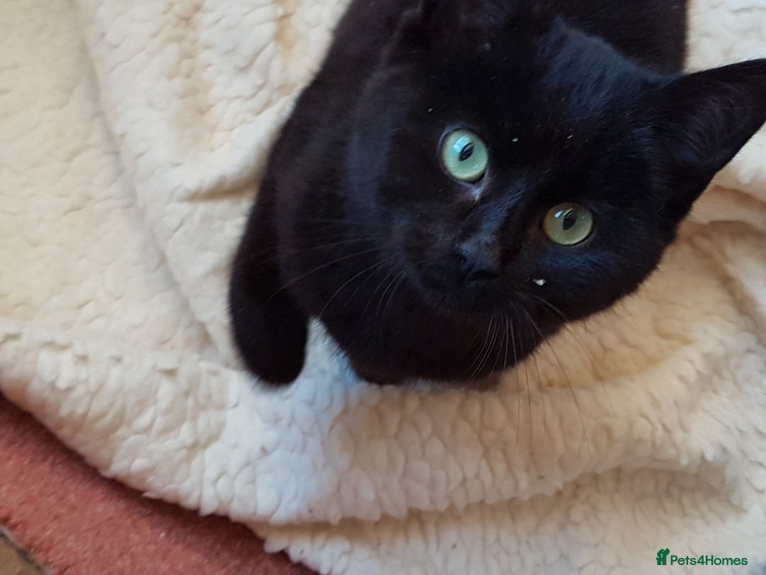 Mixed Breed cats for sale: GORGEOUS KITTENS INCL FEMALE ORANGE TABBY - Advert 14