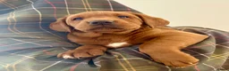 Labrador Retriever dogs for sale: Darkest mahogany fox red labrador puppies for sale - Advert 4