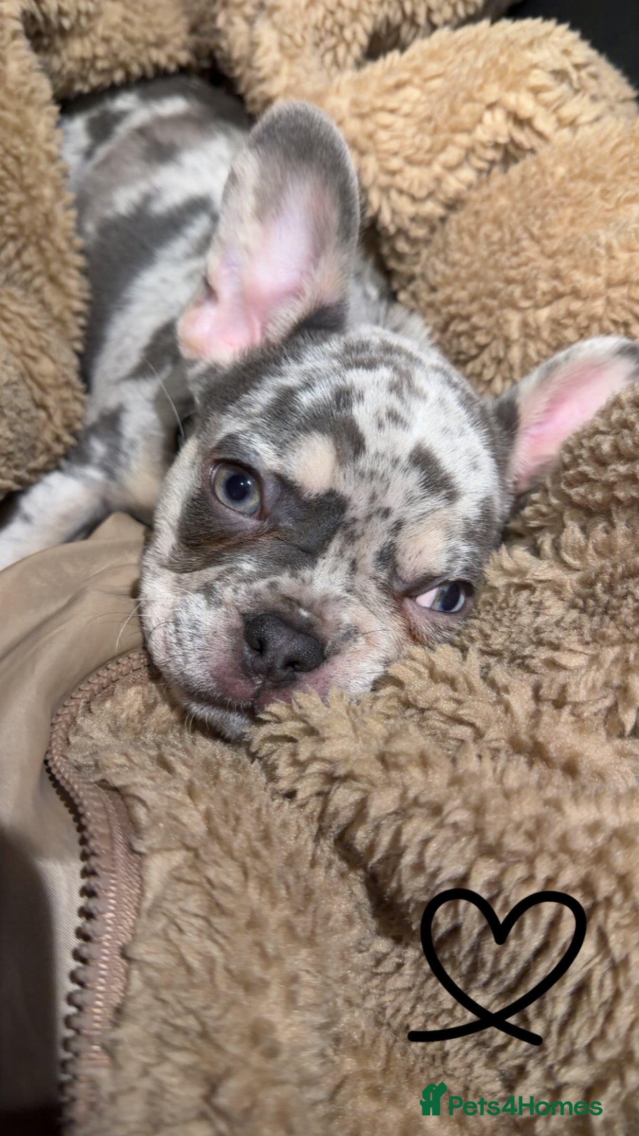 French Bulldog dogs 18 week old Tri merl  - Advert 1