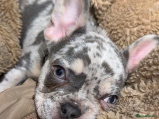 French Bulldog dogs 18 week old Tri merl - Advert 1