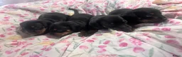 Jackshund dogs for sale: Jackhund puppies  - Advert 6