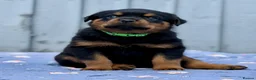 Rottweiler dogs for sale: 5 Exceptional KC Registered Rottweiler Puppies - Advert 35