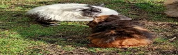 Guinea Pig rodents for sale: Beautiful baby girl piggies  - Advert 13