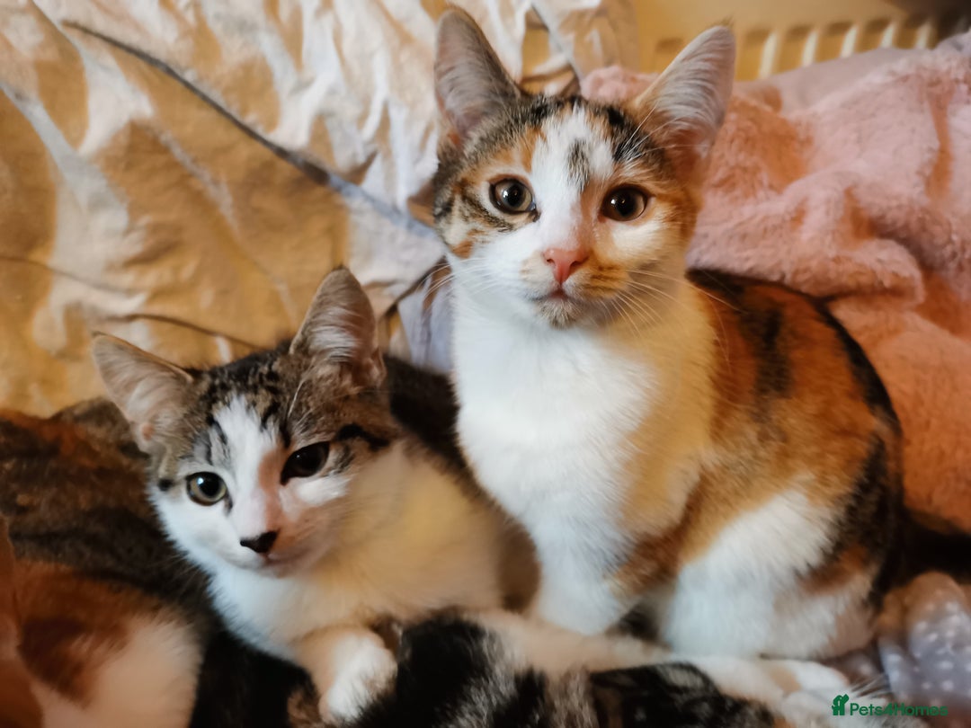 Domestic Shorthair cats for sale: 3 kittens for sale  - Advert 7