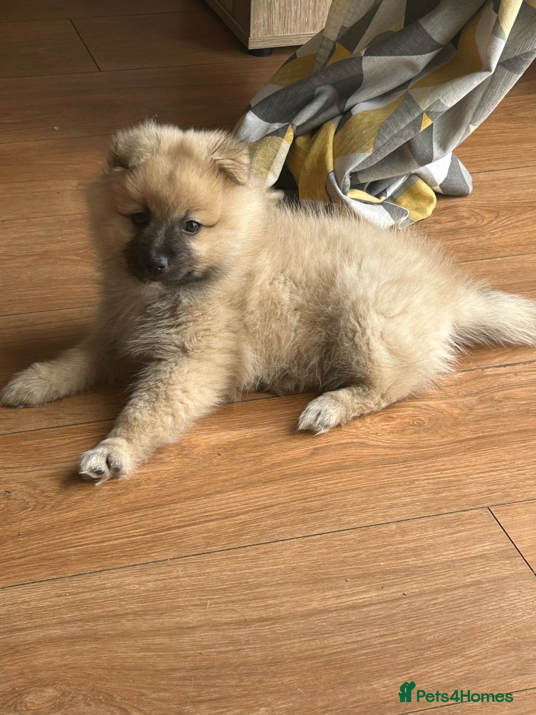 Pomeranian dogs for sale: Pomeranian boy for sale  - Advert 1