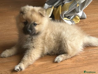 Pomeranian dogs Pomeranian boy for sale - Advert 13
